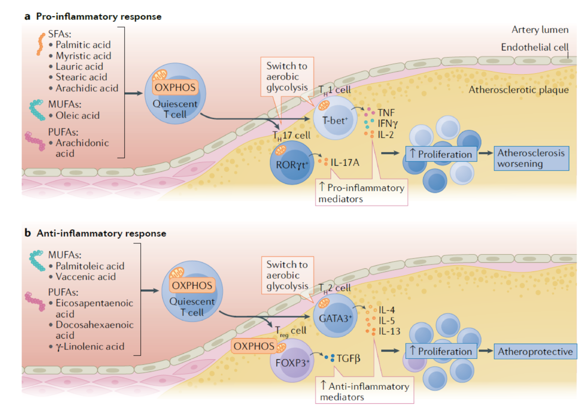 Nature Reviews Cardiology publication about T cells in atherosclerosis ...